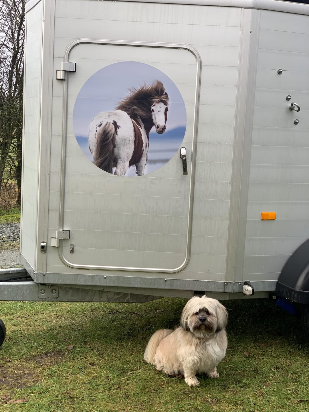 Customer photo review of Pferdeanhänger Aufkleber mit eigenem Foto