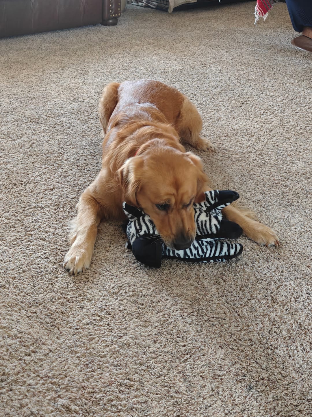 Customer photo review of Tough Plush - Triple Stitch