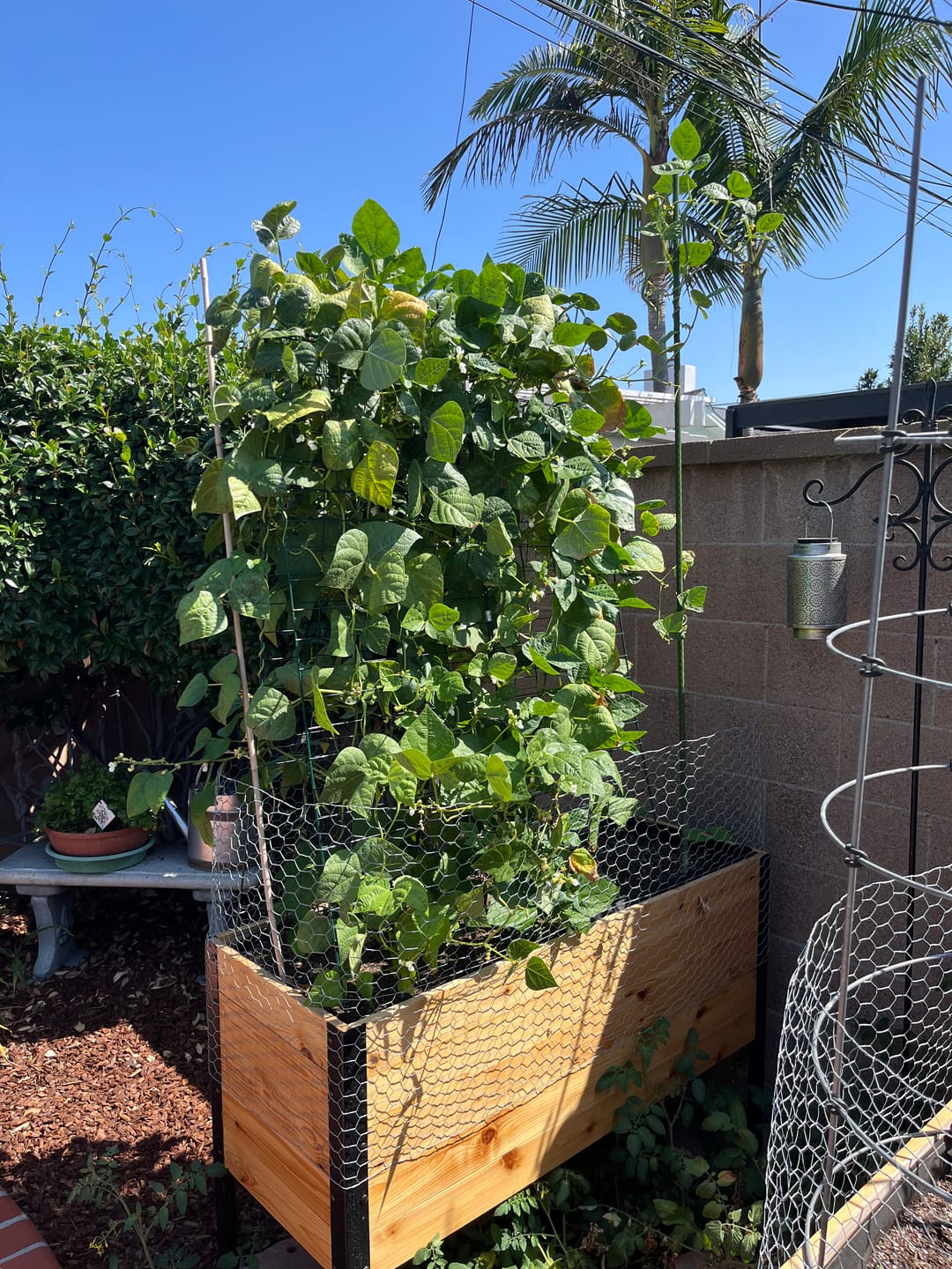 Customer photo review of Anniversary Sale | 18” x 48” Deep Root Raised Garden Bed