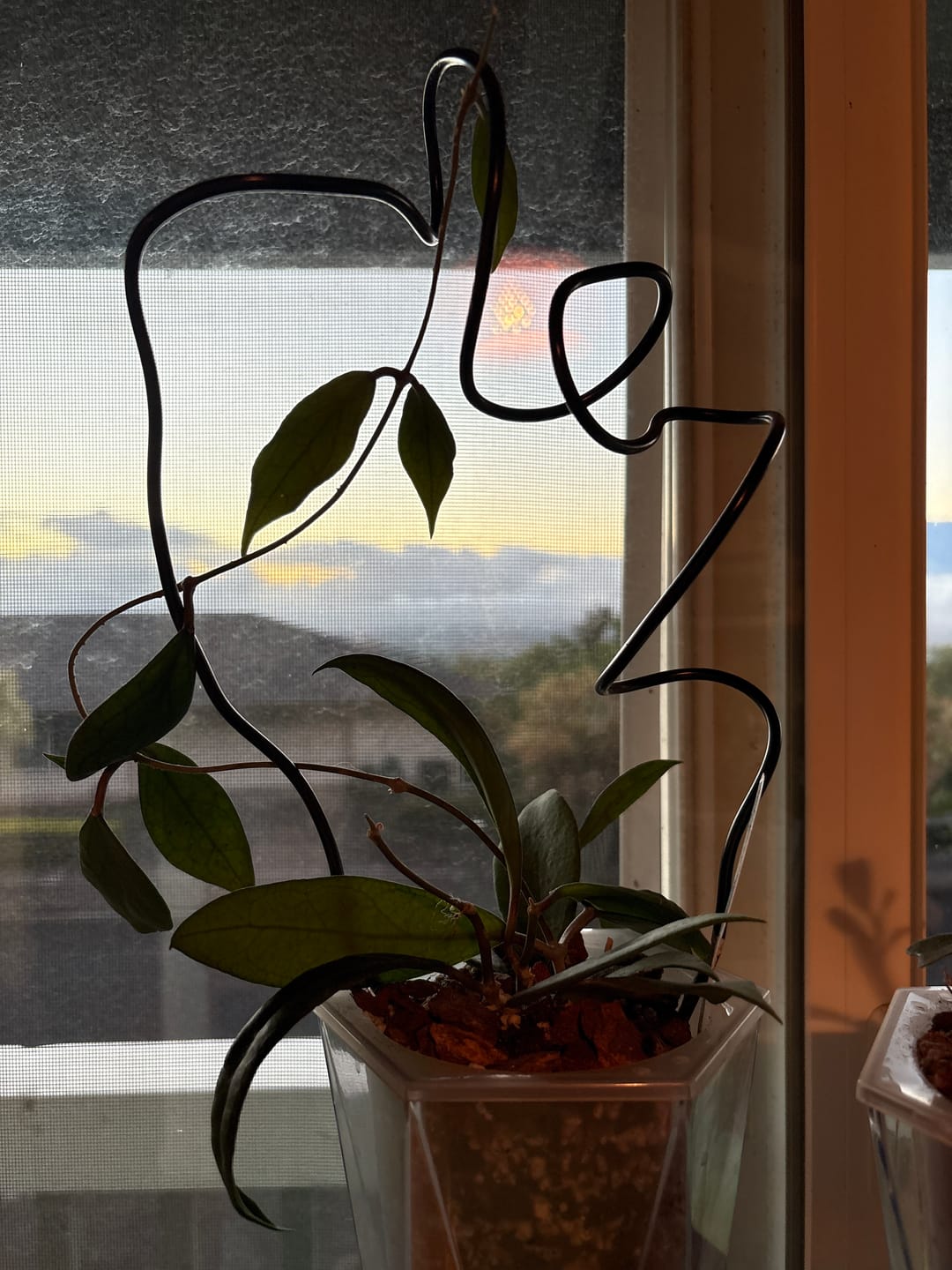 Customer photo review of Hoya vitellinoides