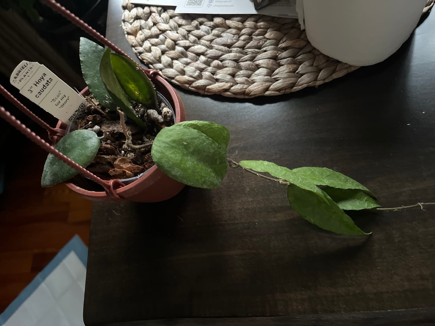 Customer photo review of Hoya caudata