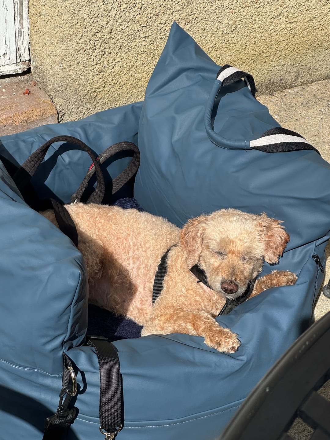 Customer photo review of The Dog Dock V2 New & Improved with ISO Fix