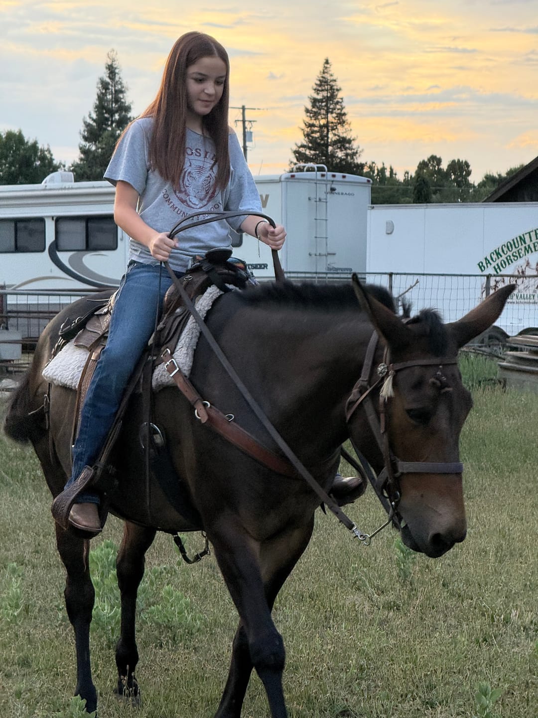 Customer photo review of OptiWize Collagen +Plus Horse Joint Supplement