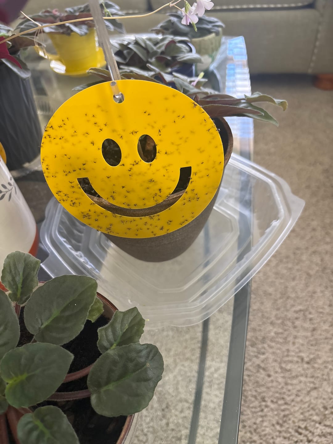 Customer photo review of Killer Smiles