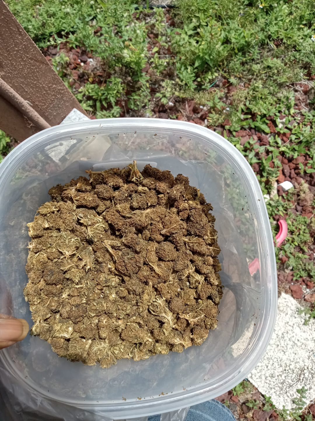 Customer photo review of Butterscotch OG - Bulk - Indica