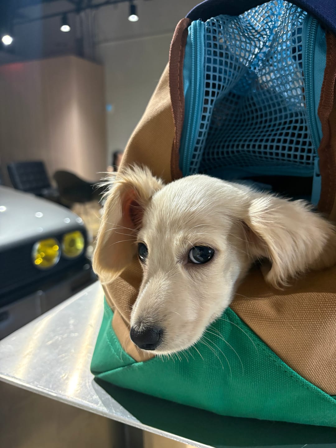 Customer photo review of Urban Palette Travel Tote