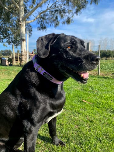 Customer photo review of Collar Remachado Básico (Perro)