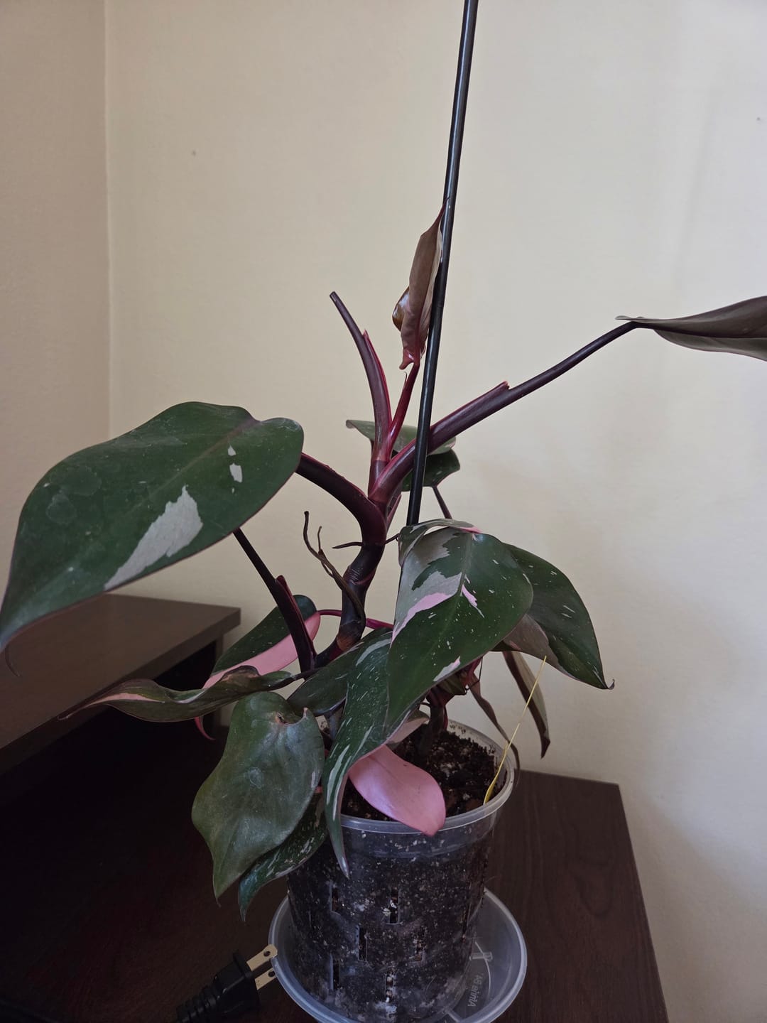 Customer photo review of Philodendron Pink Princess - 4"