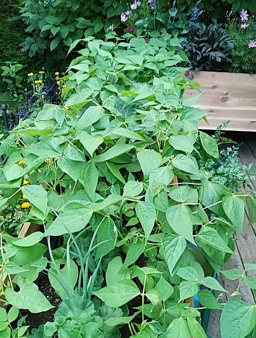 Customer photo review of 18" x 48" Raised Garden Bed - 30" TALL - Select Grade