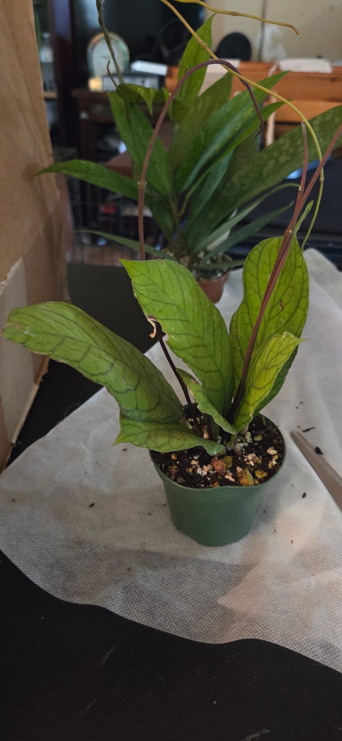 Customer photo review of Hoya RP-013