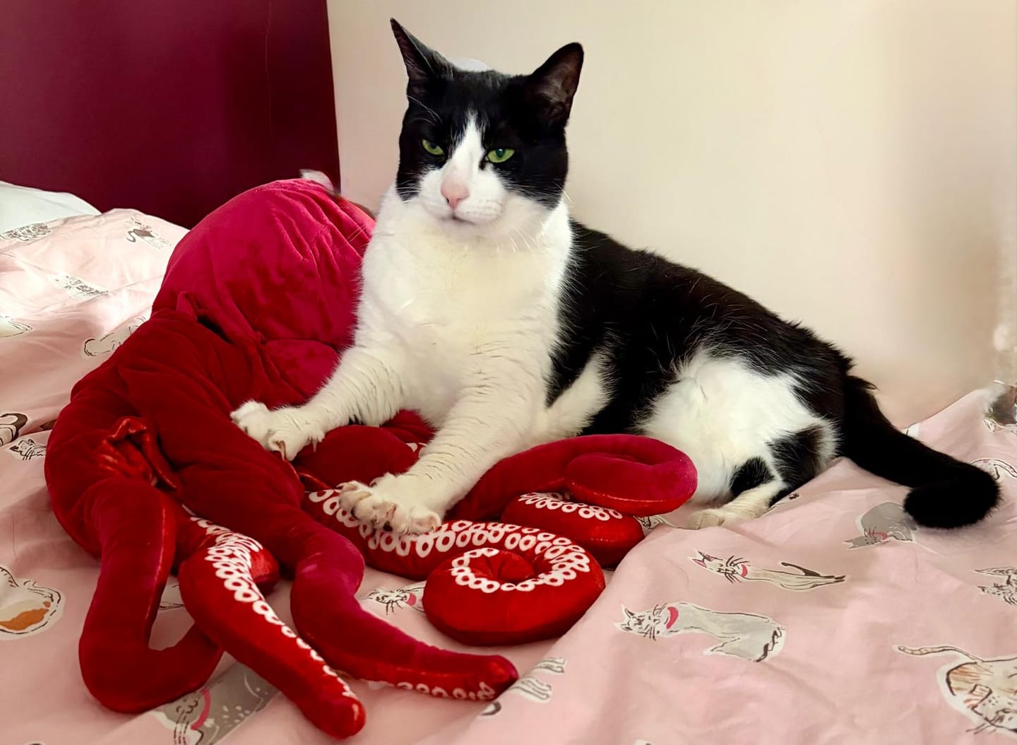 Customer photo review of Red Octopus Soft Stuffed Plush Toy