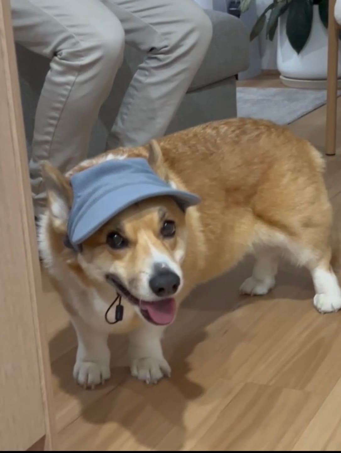 Customer photo review of DOG HATS
