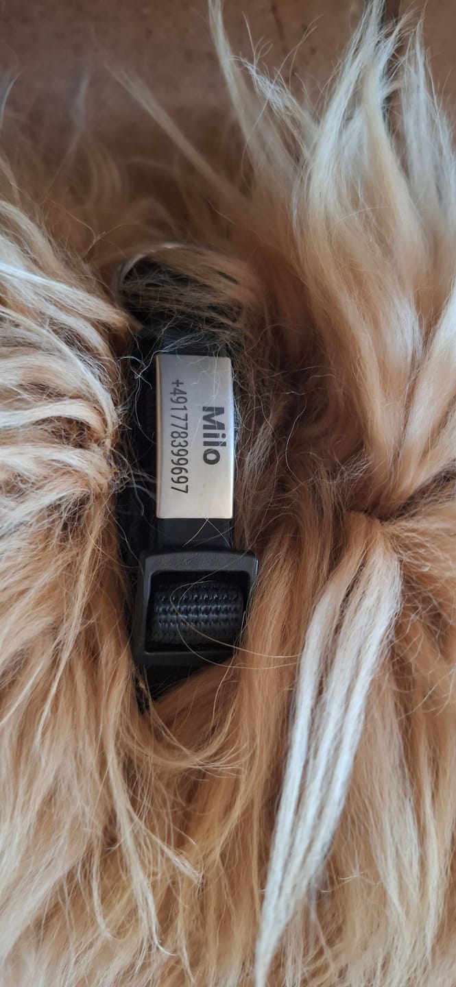 Customer photo review of Klapperfreie Hundemarke Silikonslider mit Edelstahl-Schild für Halsbänder inkl. GRATIS Gravur