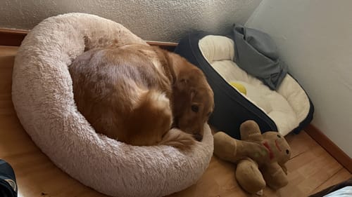 Customer's Cama Antiestrés para Perros, redonda y beige con textura suave, con un perro descansando en ella.