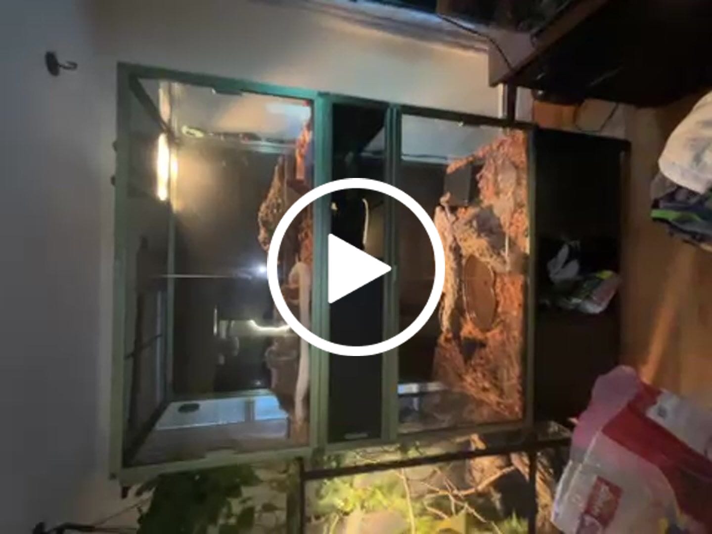 Customer video review of 120 Gallon Bearded Dragon Enclosure 4x2x2