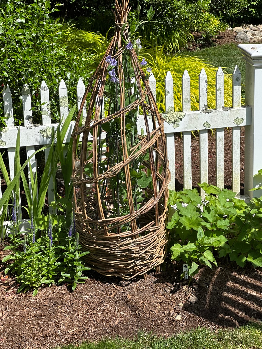 Customer photo review of The Willow Plant Support (3.8 Feet Tall)