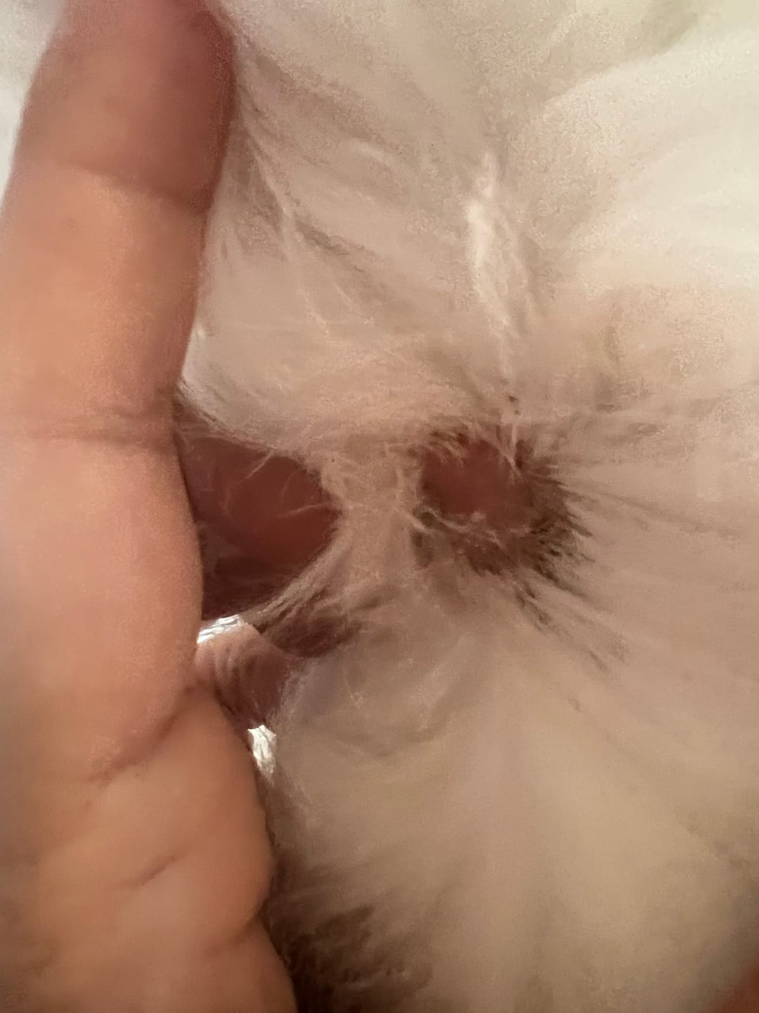 Customer photo review of FurLife™ - 8 Months Flea and Tick Free