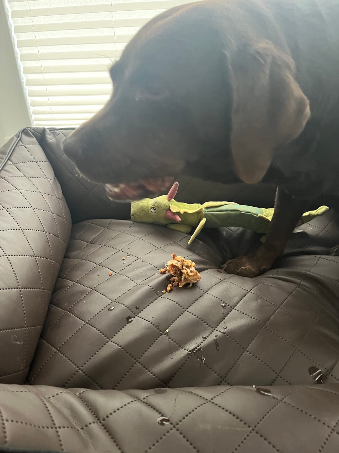 Customer photo review of Schweineohrmuscheln für Hunde