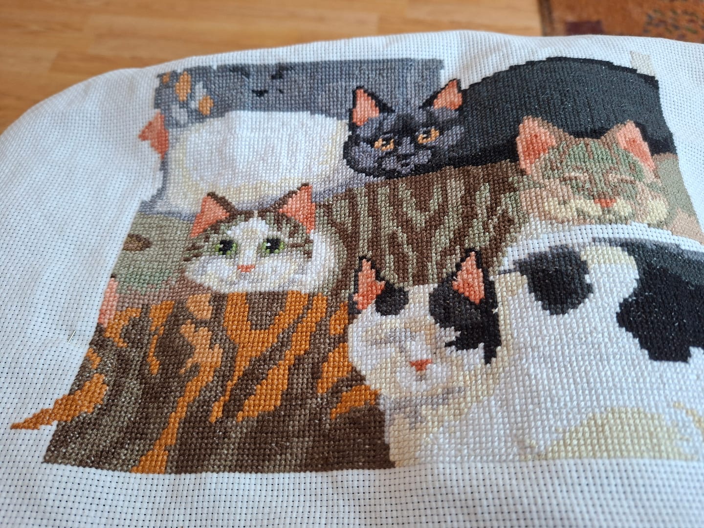 Customer photo review of The cat and poppy