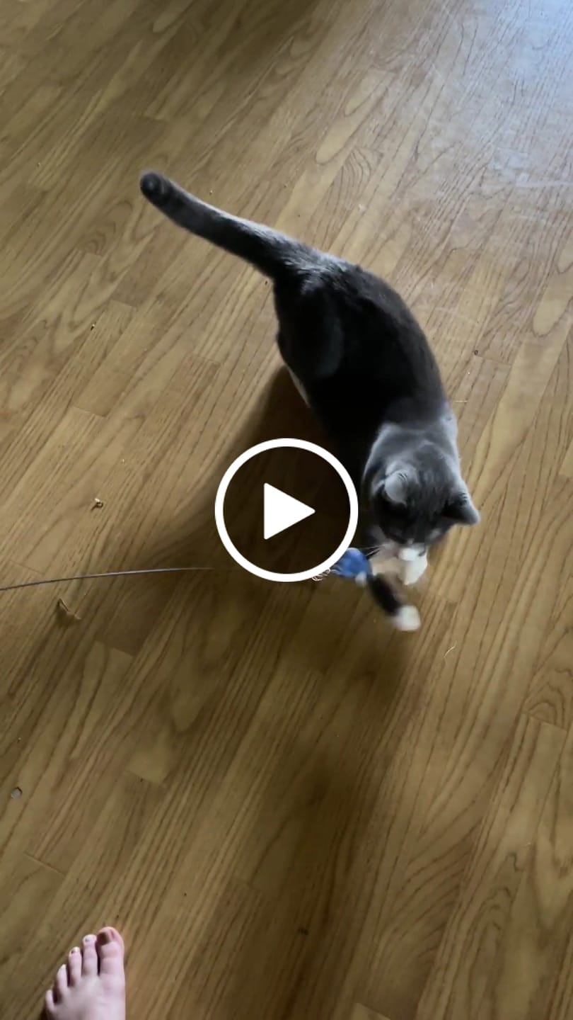 Customer video review of Simulated Bird Wand Cat Toy