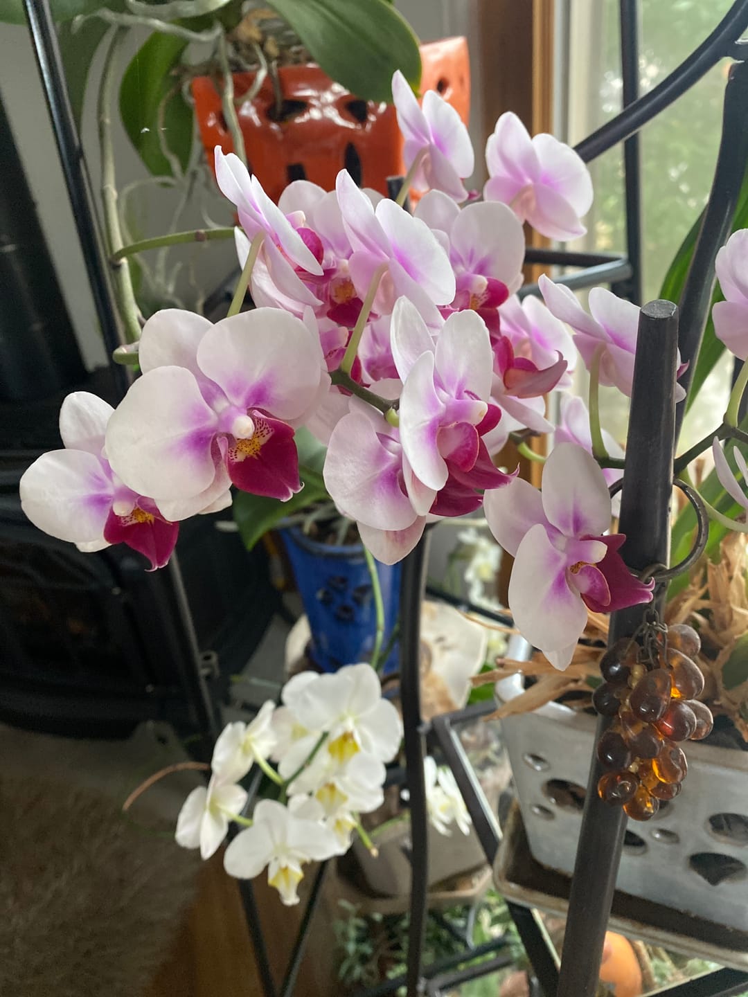 Customer photo review of Plant Care Kit for Indoor Plants