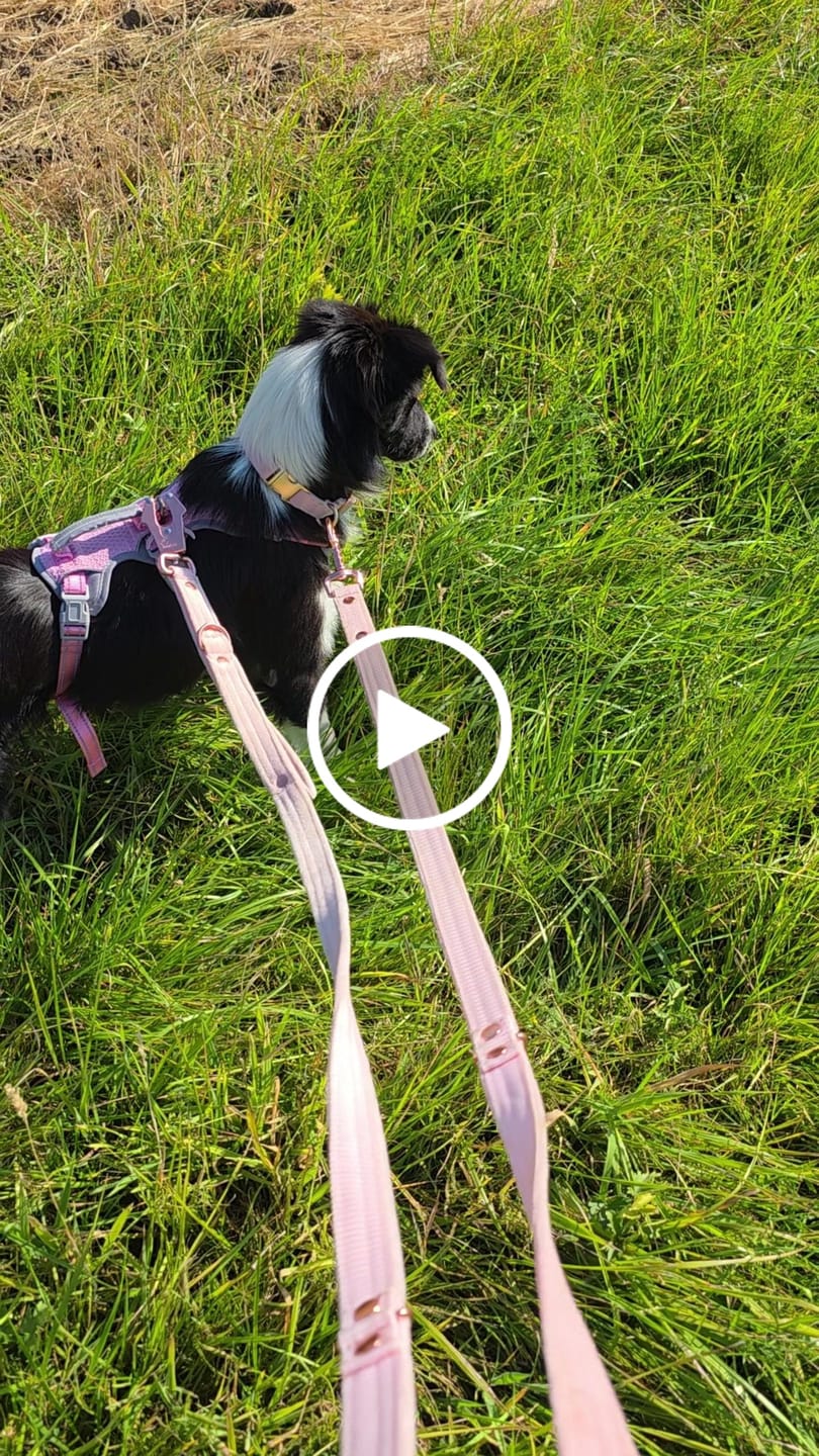 Customer video review of Multi Guard Leash Rose Edition Pastel Pink - Multi-väktarkoppel