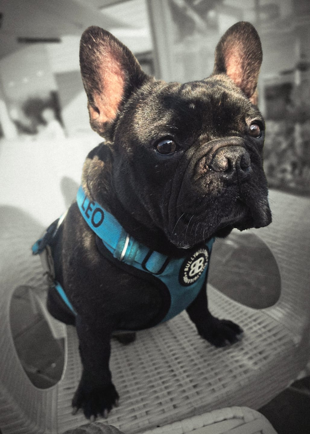 Customer photo review of Comfort Premium Harness | Non Restrictive - Light Blue