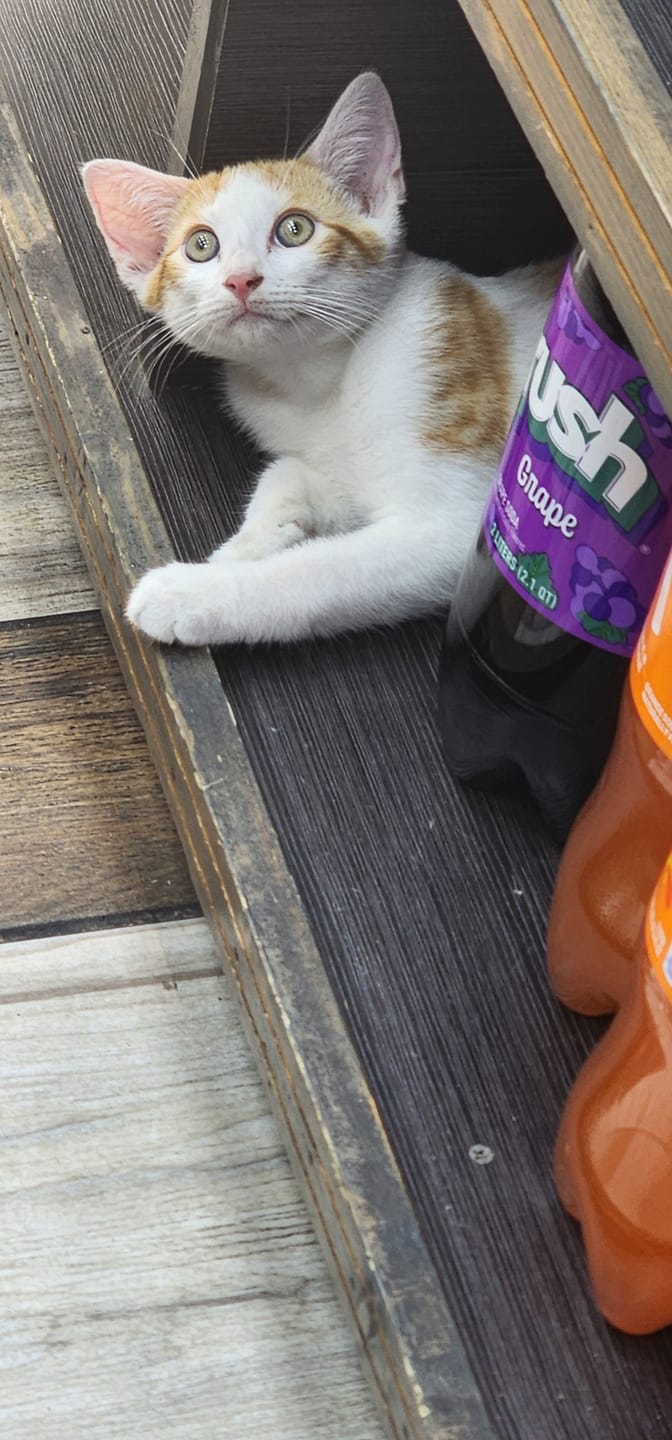 Customer photo review of Escape-Proof Cat Harness + Leash