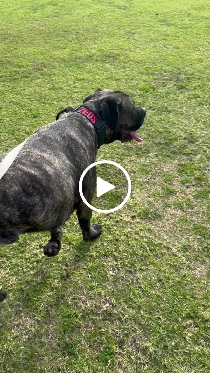 Customer video review of Bully Proof Collar