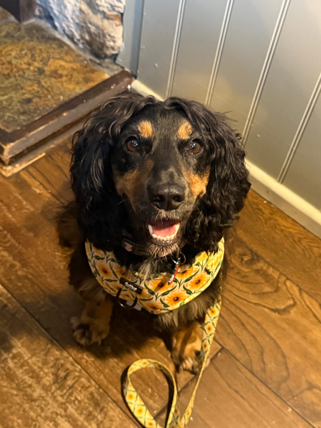 Customer photo review of Lead - Sunny Paws