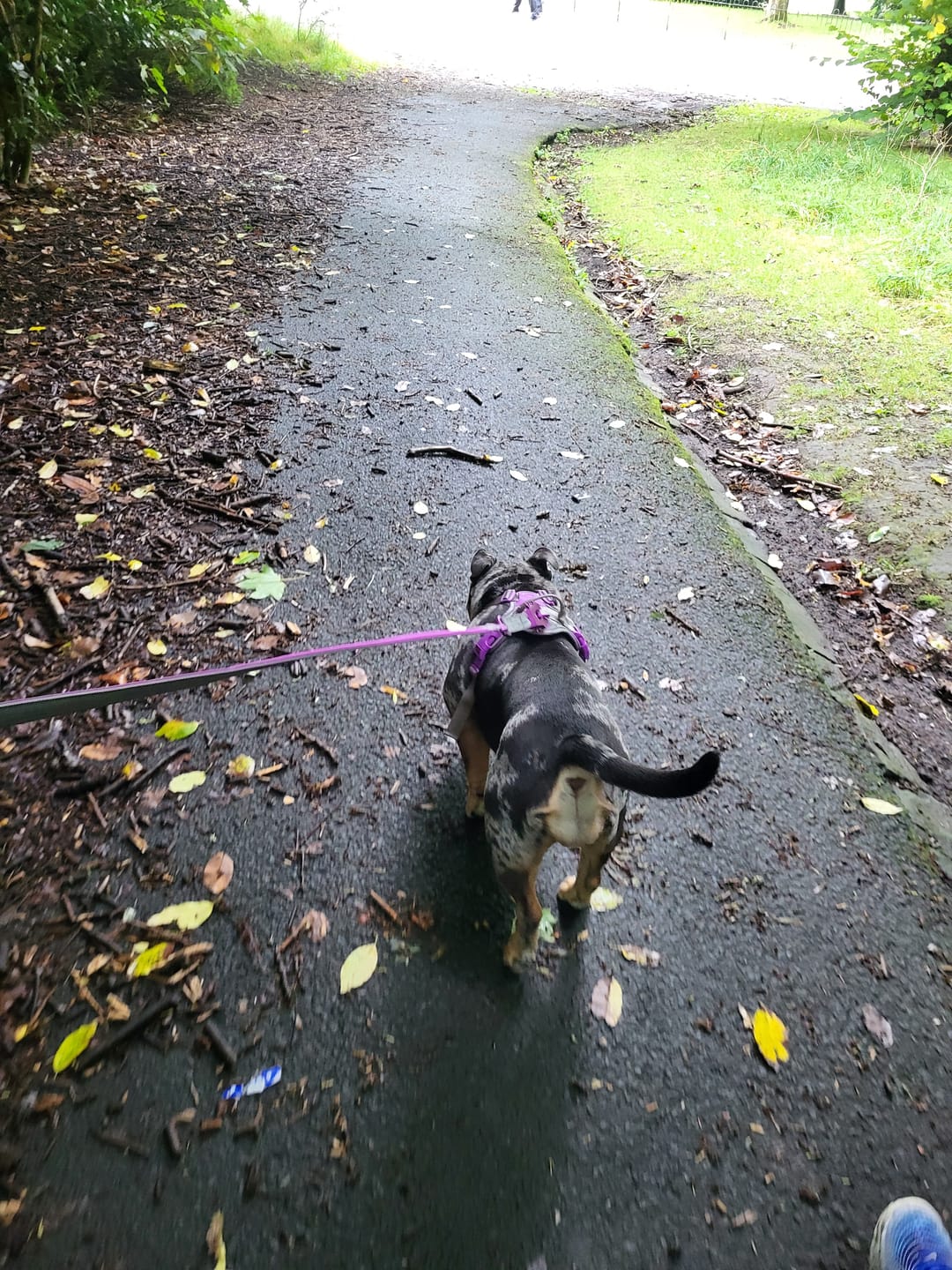 Customer photo review of Anti Pull Hurricane Harness Lighter | With Handle - Purple X Metal Grey