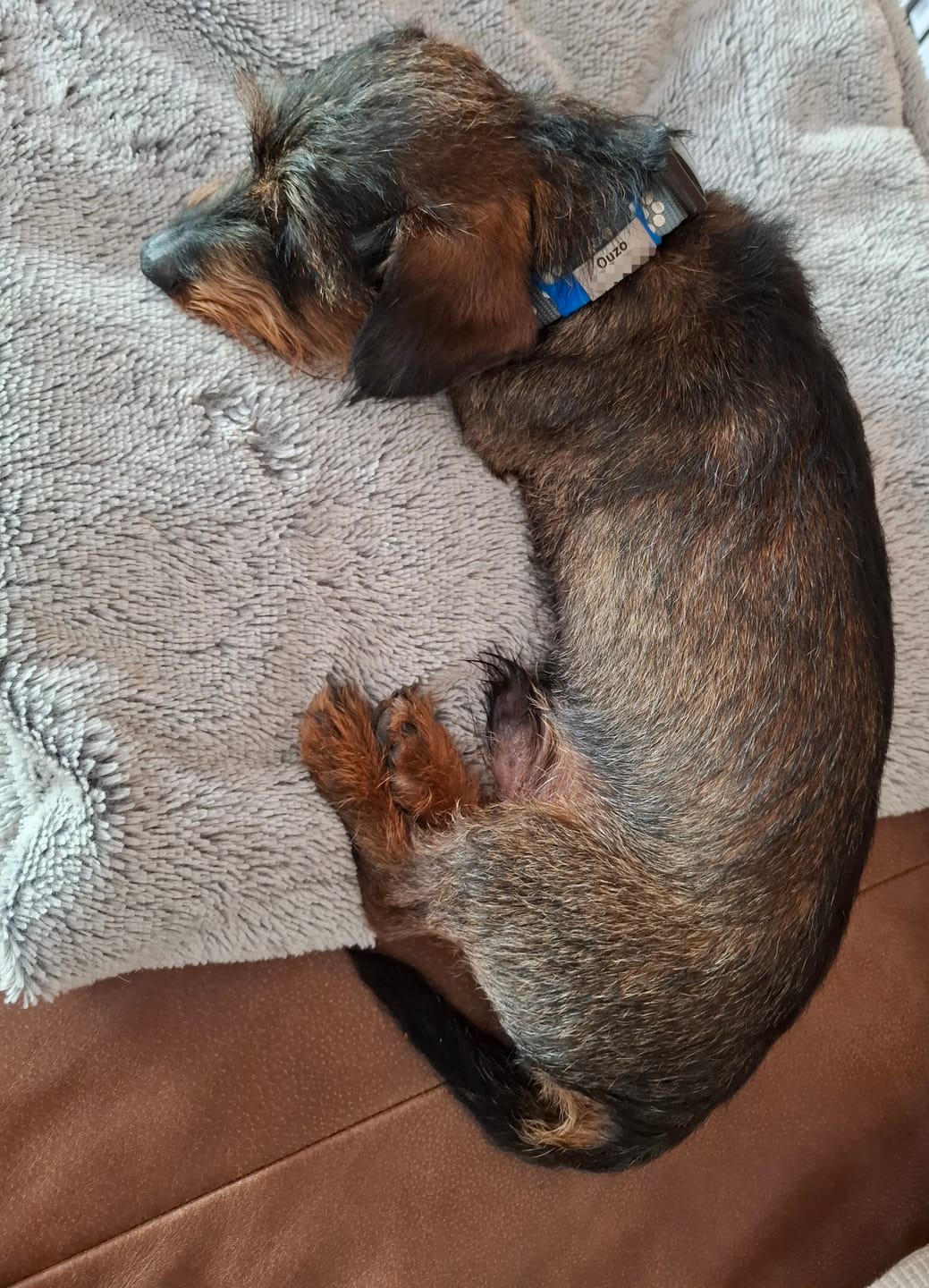 Customer photo review of Klapperfreie Hundemarke Silikonslider mit Edelstahl-Schild für Halsbänder inkl. GRATIS Gravur