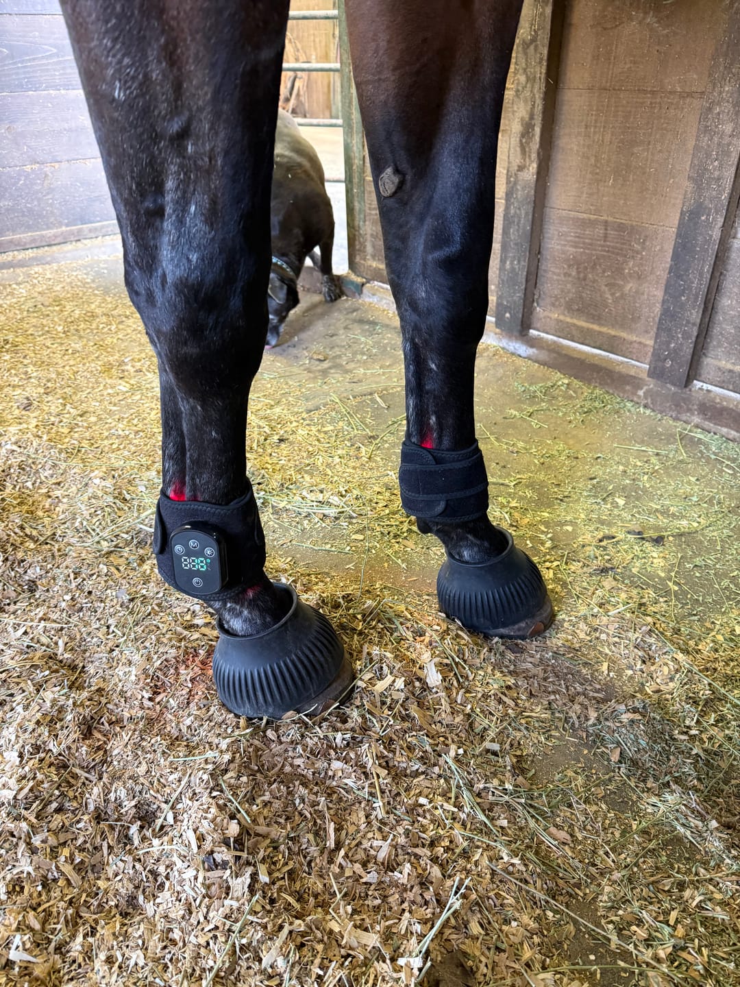 Customer photo review of HorseHalo™ HaloLegs Mini