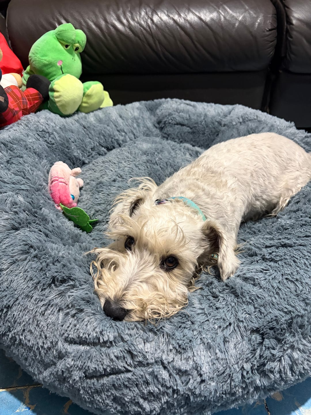 Customer photo review of Cama Ortopédica para Perros