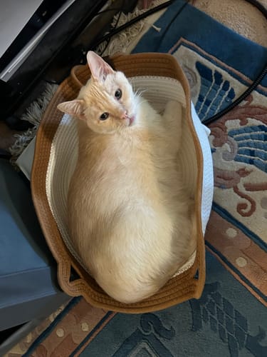 Customer's cream-colored cat resting in an Instinct Basket.