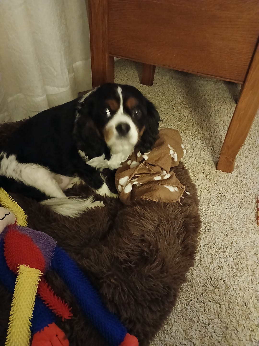 Customer photo review of 1-TDC  Oral Health + Mobility Support for Dogs