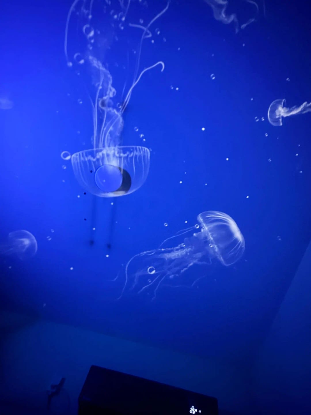 Customer photo review of ZorvTech™ Dream Projector