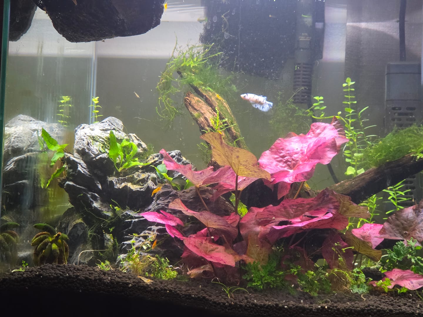 Customer photo review of Female Betta Fish Marble Dot Moo Cow Plakat