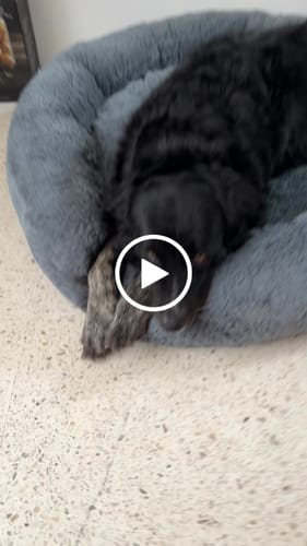 Reseña con vídeo de un cliente sobre Funda Lino para Cama Antiestrés para Perros