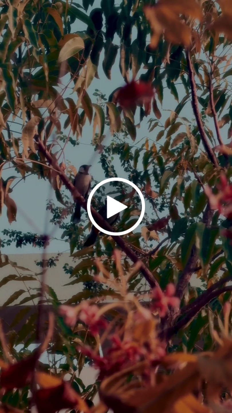 Customer video review of iPhone Apple Log LUTs
