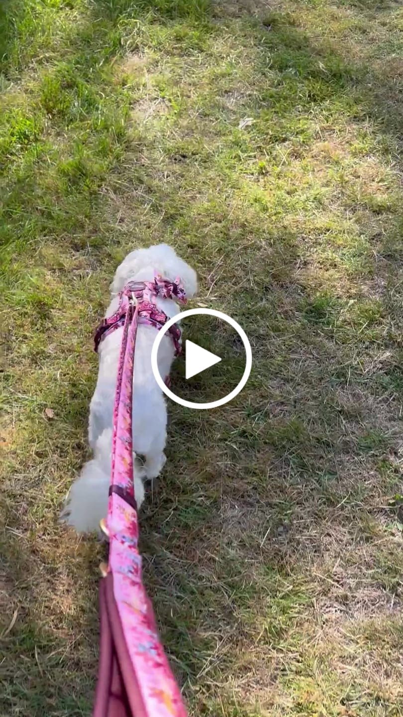 Customer video review of Disney© Tough Trails™ Harness - Sunset Safari