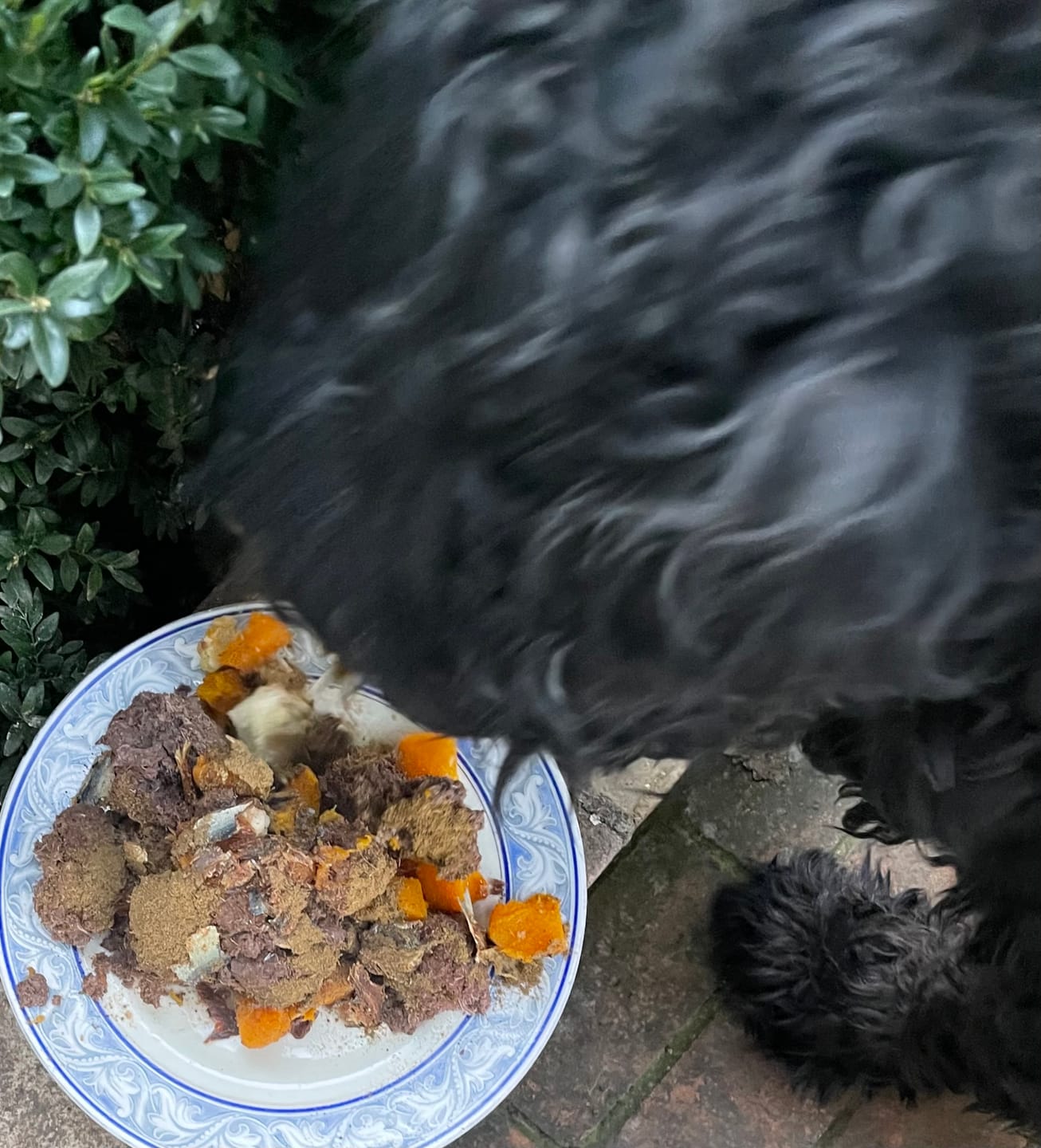 Customer photo review of Marine Vitality Mussel Powder For Dogs - 150g