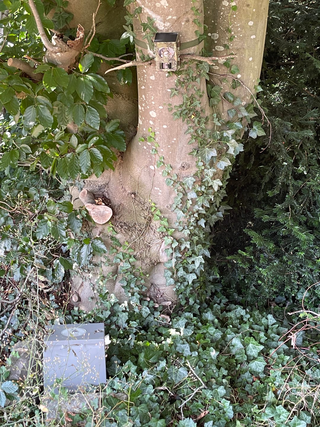 Customer photo review of Siltcon® Wildcamera met Zonnepaneel 8K