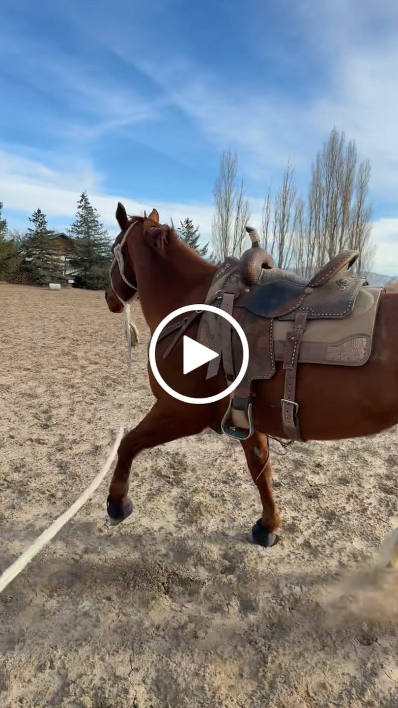 Customer video review of OptiWize Collagen +Plus Horse Joint Supplement
