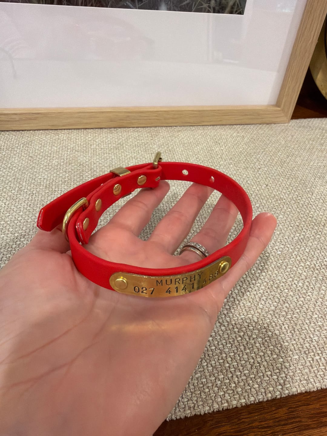 Customer photo review of Classic Buckle Collar - Waterproof BioThane® Custom Dog Collar
