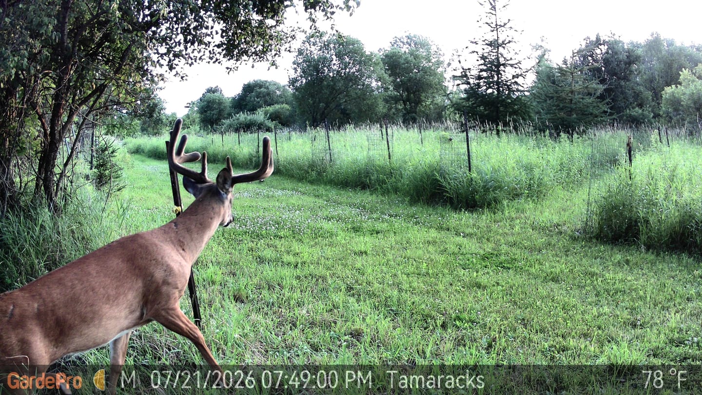 Customer photo review of GardePro Link 1.0 3000ft(1km) Long-Range Wireless Trail Camera