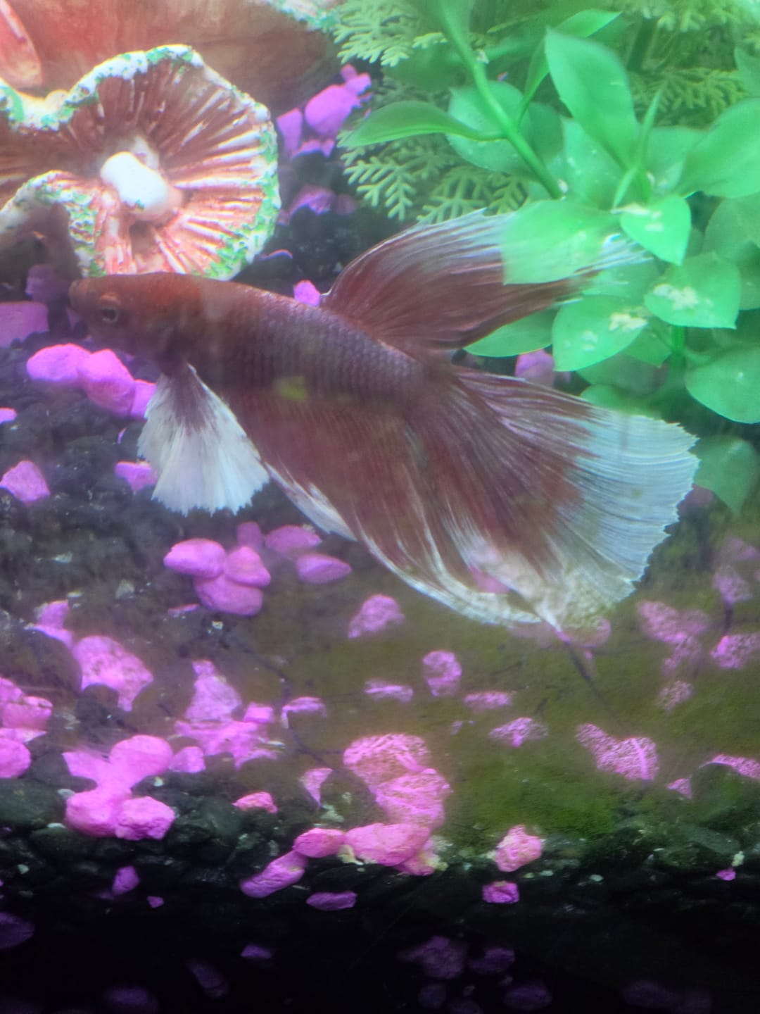 Customer photo review of Dumbo Lavender Halfmoon Male Betta Fish