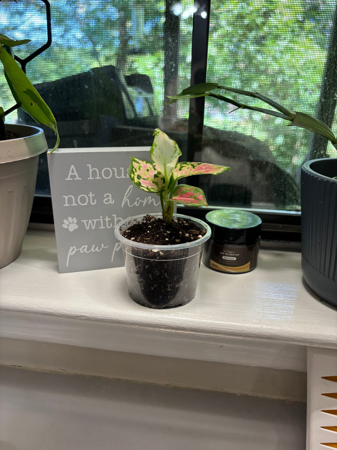 Customer photo review of Aglaonema Lady Valentine in 2" Pot - Rare Pink Indoor Plant - Chinese Evergreen Live Plant - Easy Care Houseplant - Home & Office Gift