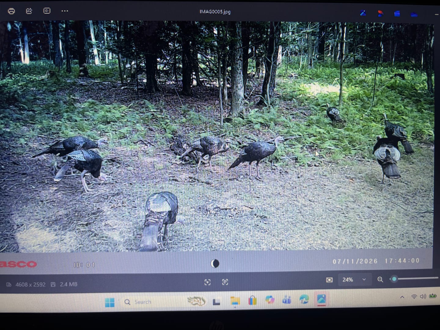Customer photo review of 4 for $50! - Tasco 12MP with Low Glow Infrared Flash Trail Camera
