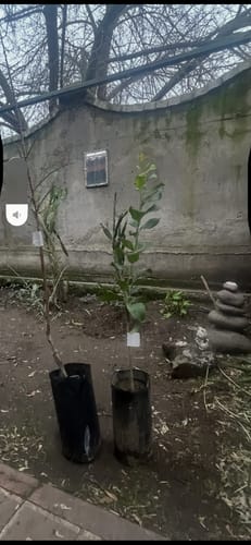 Customer photo review of Almendro Non Pareil – Belleza en flor y almendras premium directo desde tu jardín